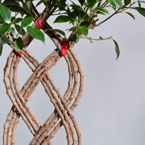 Lemon Twisted Netted