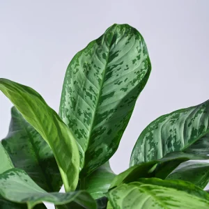 Aglaonema Dove Plant – XL
