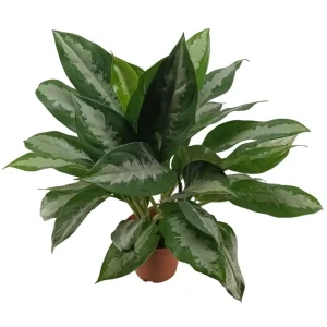Aglaonema Manila Beauty – XL