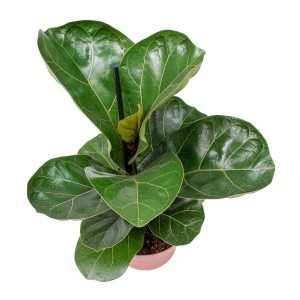Ficus Lyrata Bambino -XL