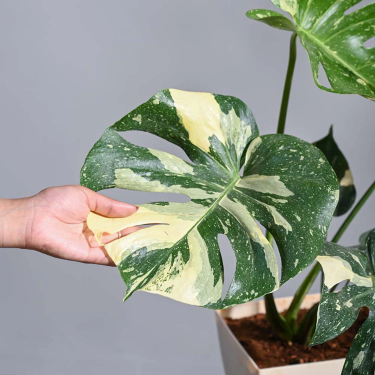 Monstera Thai Constellation XL - Image 3