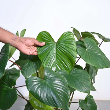 Homalomena Plant - XL - Image 3