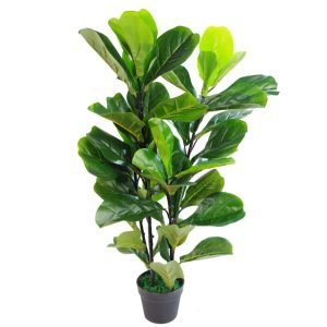 Ficus Lyrata (Fiddle Leaf Fig) - XL