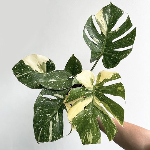 Monstera Thai Constellation XL - Image 4