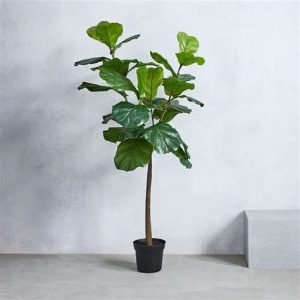 Fiddle Leaf Fig Plant
