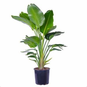 Bird of Paradise Plant - XL