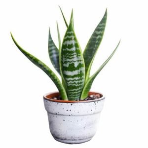 Sansevieria Zeylanica – XL