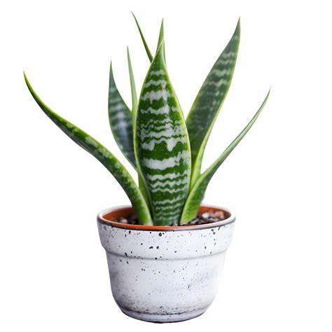 Sansevieria Zeylanica - XL