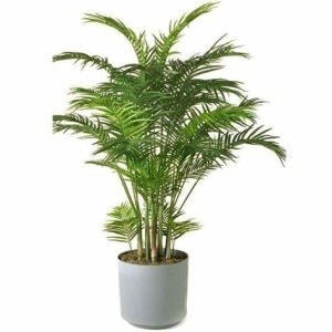 Areca Palm Plant XL