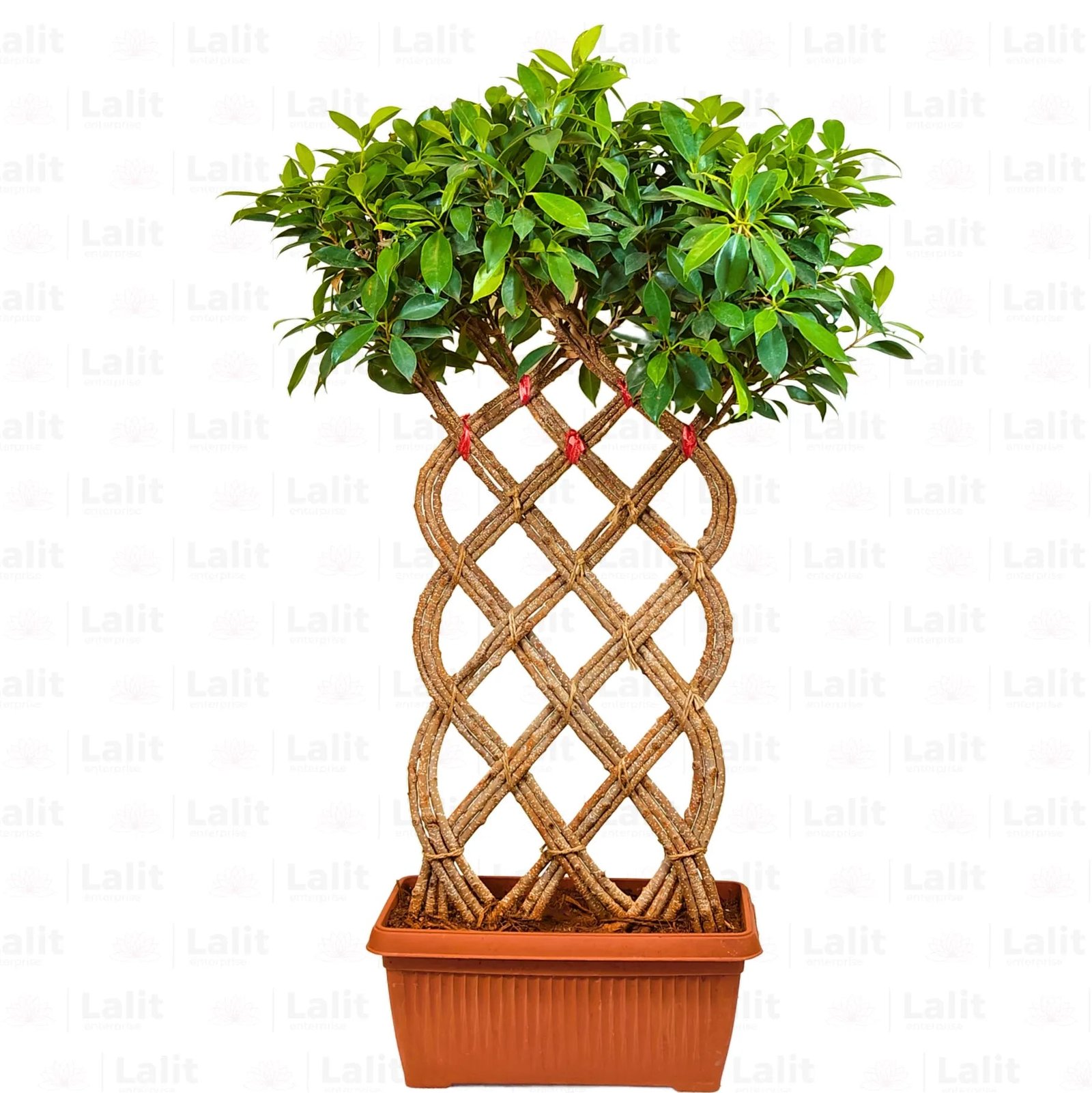 Netted Ficus Tree