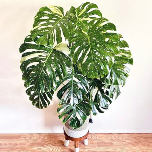 Monstera Thai Constellation XL