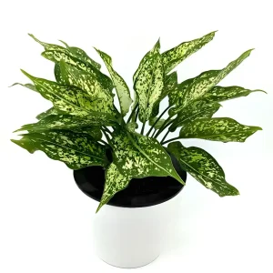 Aglaonema Ice Plant - XL