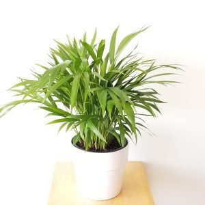 Areca Palm Plant