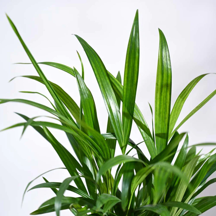 Areca Palm Plant - Image 4