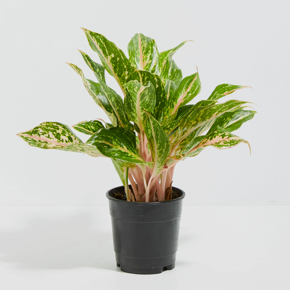 Aglaonema Butterfly Plant - XL