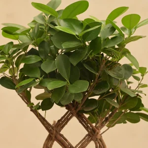 Netted Ficus Tree