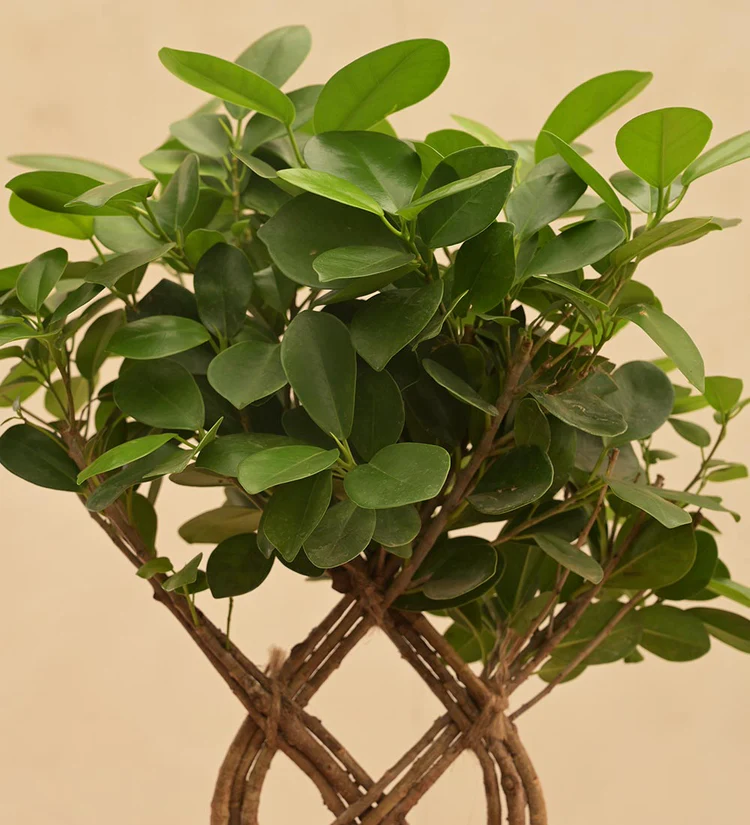 Netted Ficus Tree - Image 2